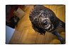Oliver : 